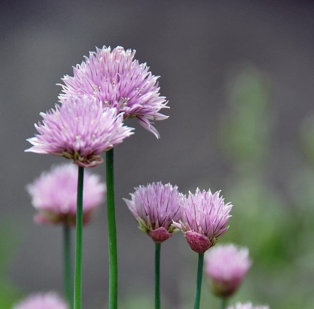 Chives in Bloom Make Some Flavored Vinegar Content in a Cottage