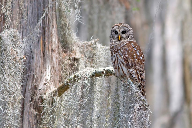 Owl with Spanish Moss Content in a Cottage