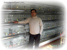 No início... as pequenas aves...