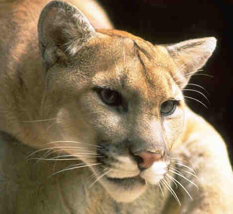 [sabina-puma.jpg]