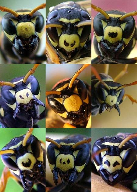 [Wasp+Faces.jpg]