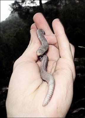 [amphis2_NemoRamjet.jpg]