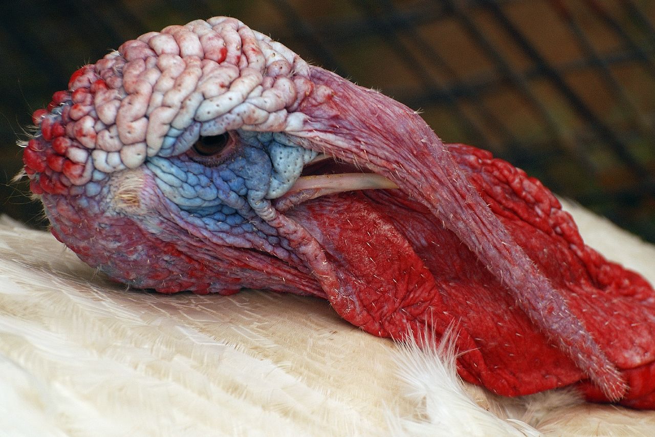 [turkey_Allogist.jpg]