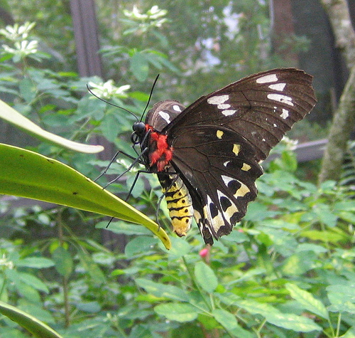 [freakybutterfly.jpg]