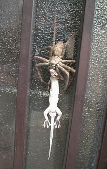 [spidervlizard_knuttz.jpg]