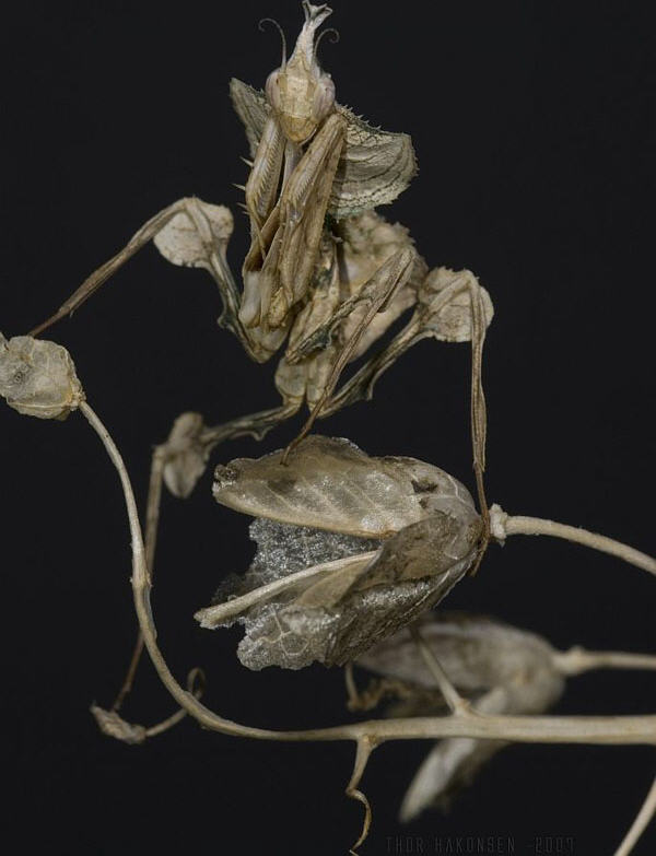 [Mantis&Leaf_Linkinn.jpg]