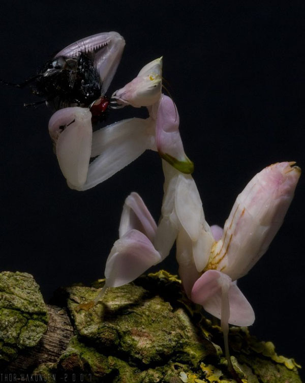 [Mantis&fly_Linkinn.jpg]