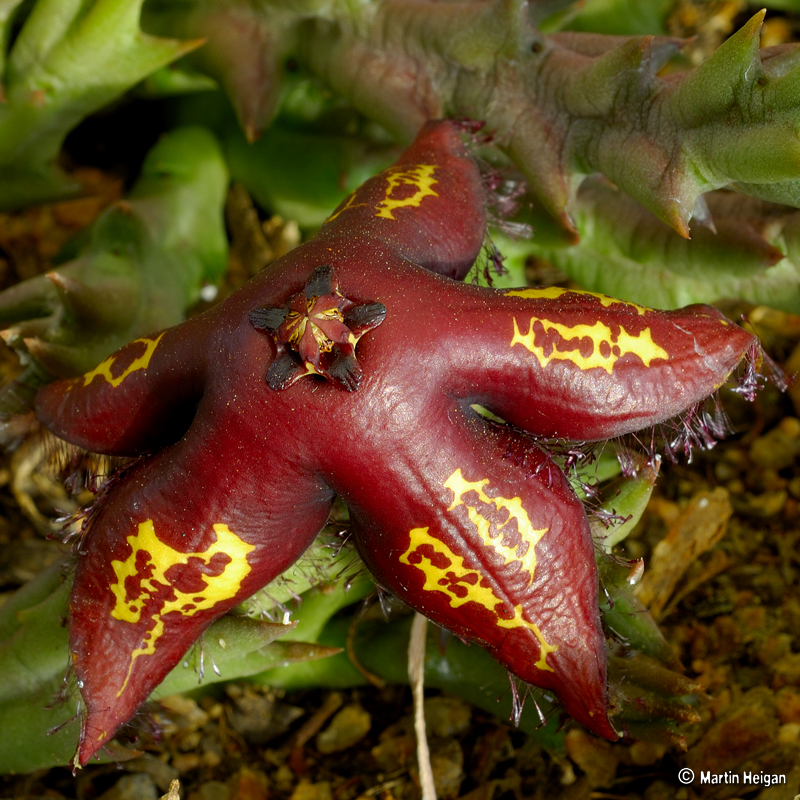 [Succulent+Flower.jpg]