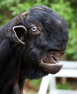 [bizarregoat+1.jpg]