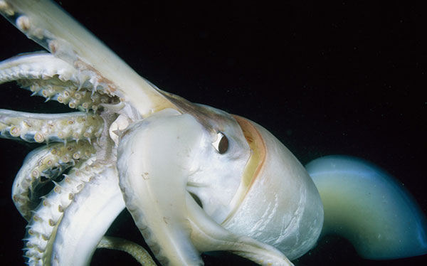 [Humboldt+Squid.jpg]