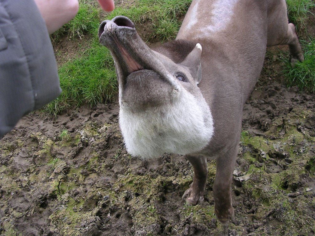 [Tapir+4+-+Sarah.jpg]