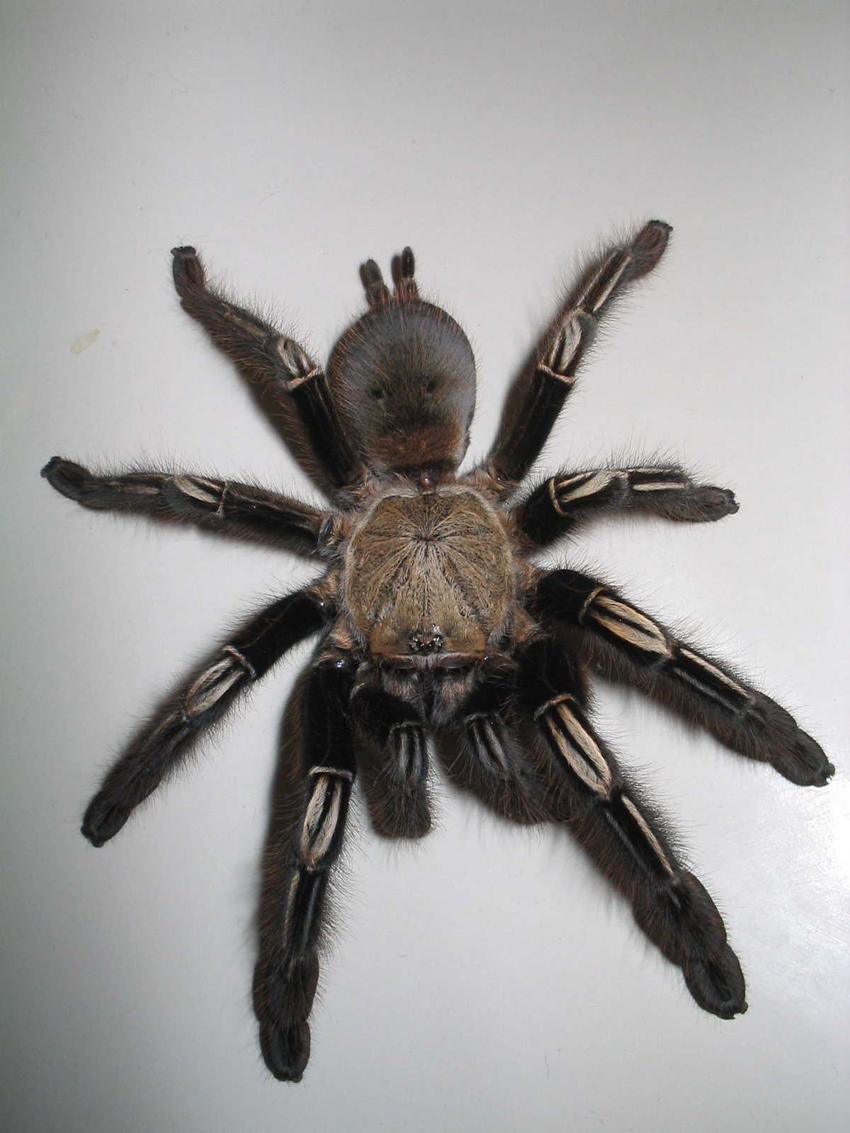 [skeletontarantula_JadeWalker.jpg]