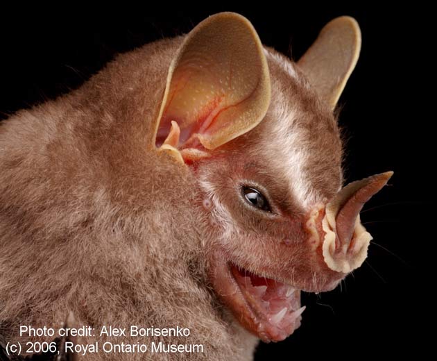 [070218_bat_helleri_02_livescience1com.jpg]