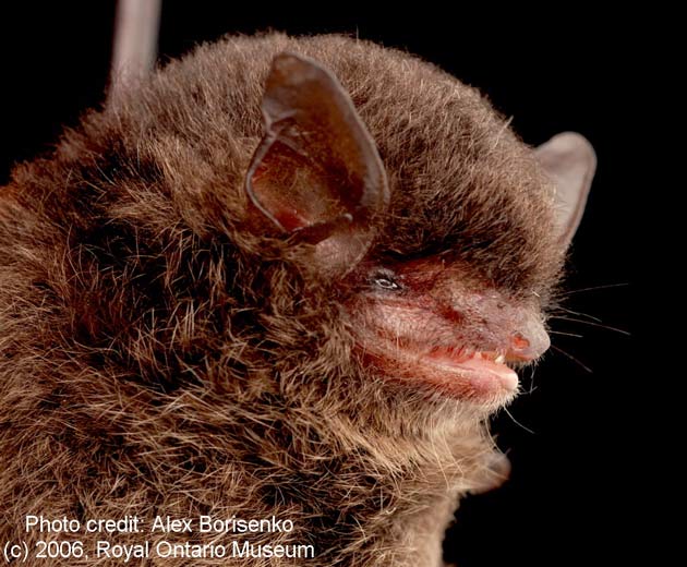 [070218_bat_riparius_02_livescience1com.jpg]