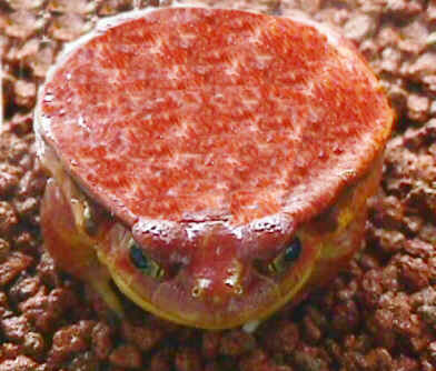 [discophus_guinetti_batraciens1net.jpeg]