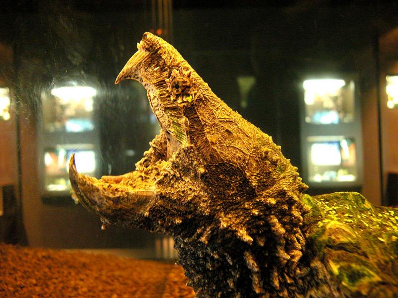 [snappingturtle_pbase1com(Tim+Curtis).jpg]