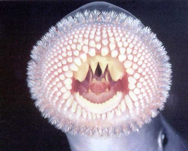 [lamprey_knuttz1net.jpg]