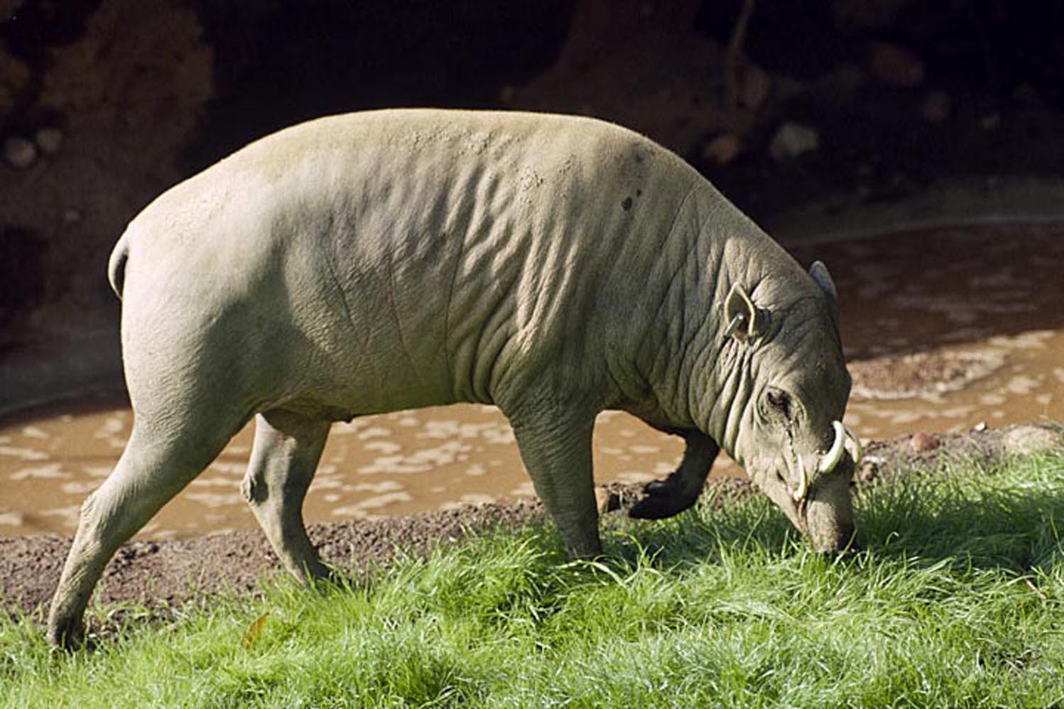 [babirusa1.jpg]