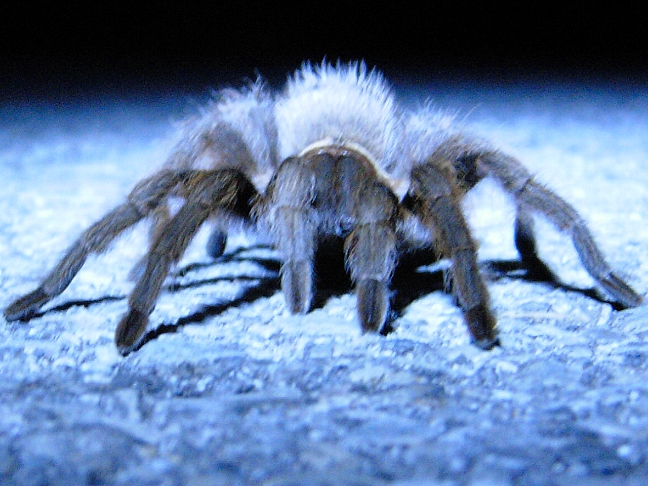 [tarantula_Chris.JPG]