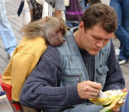 [baboononshoulder_knuttz1net.jpg]