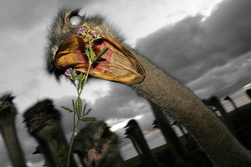 [ostricheatingflower_DFP.jpg]