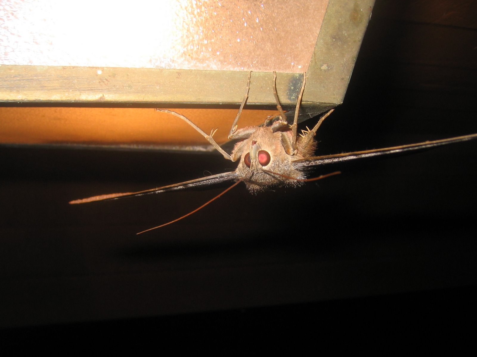 [hugemoth2_Matt.JPG]