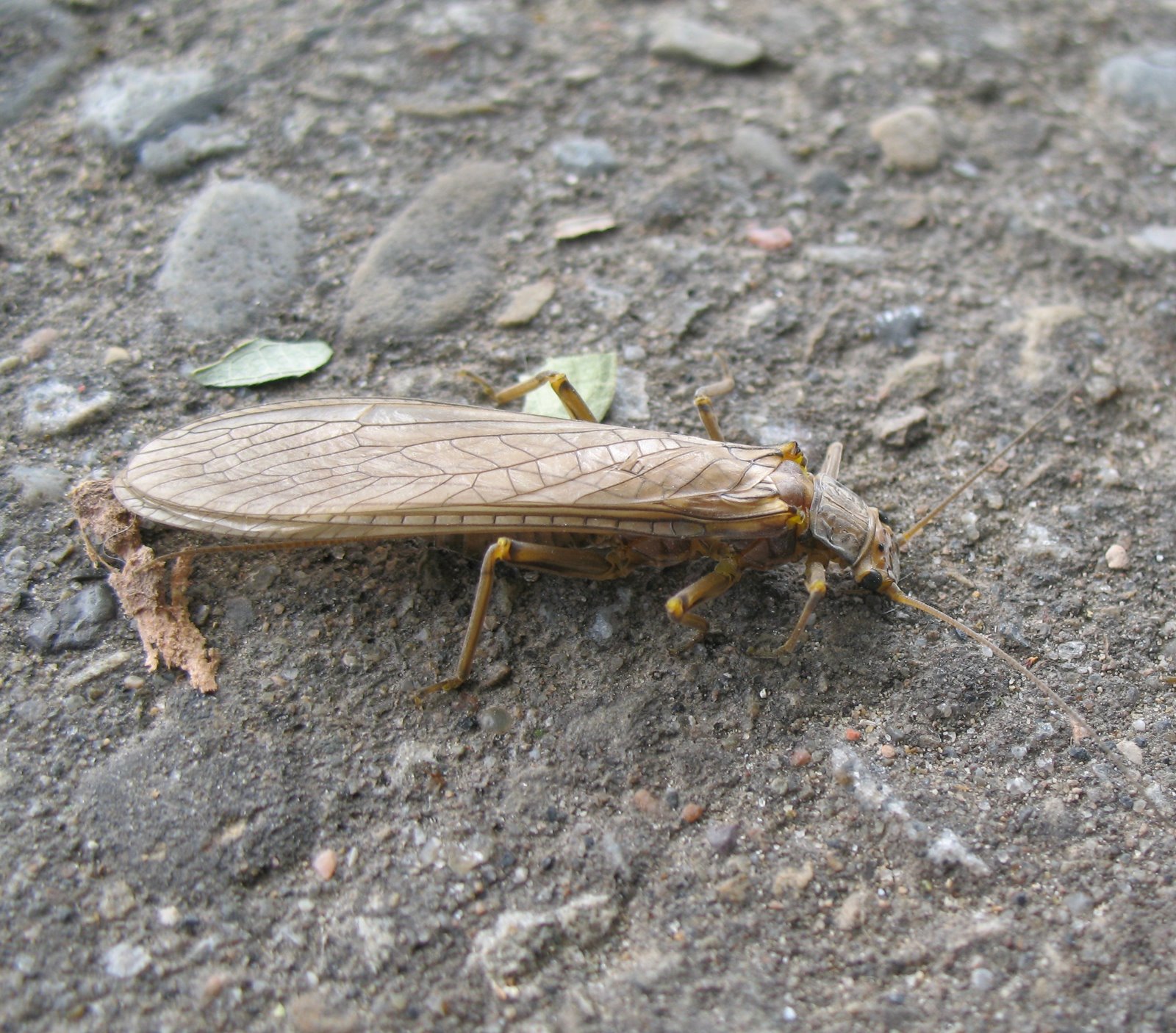 [uglybug_matthew.JPG]