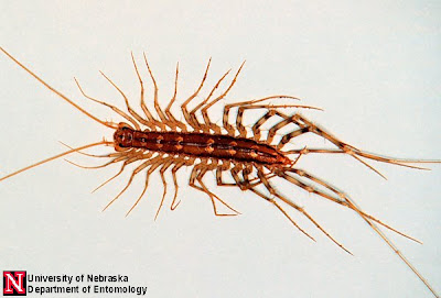 Is It Safe For Cats To Eat Roaches Is It Safe For Cats To Eat Roaches