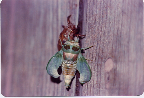 [bug+3.jpg]