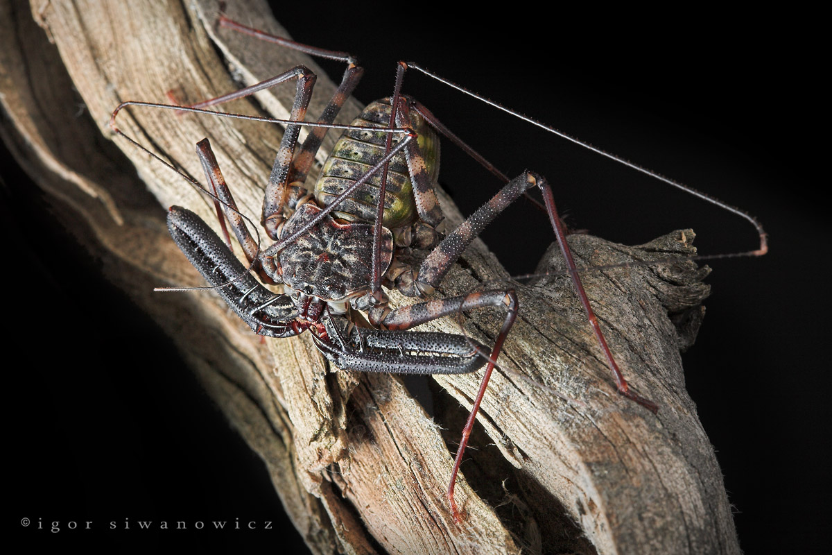 [damonvariegata1_Igor.jpg]