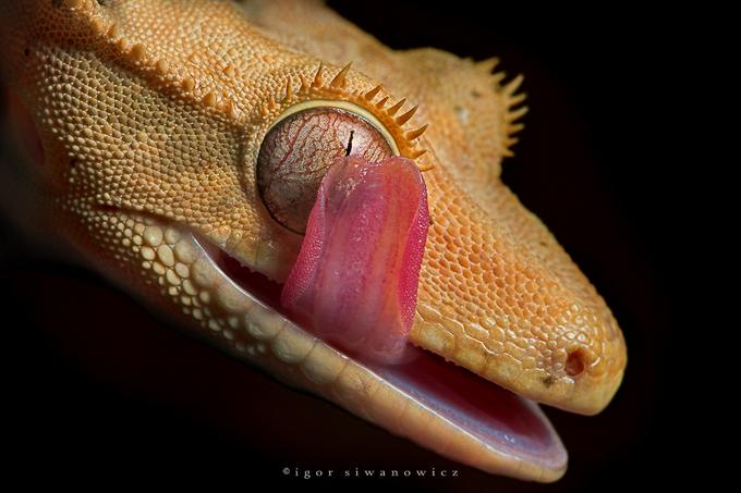 [crested+gecko+-+igor+siwanowicz+1.jpg]