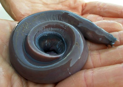 [hagfish+-+moneca.jpg]
