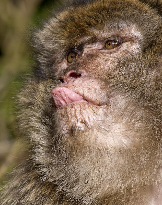 [barbary+macaques.jpg]