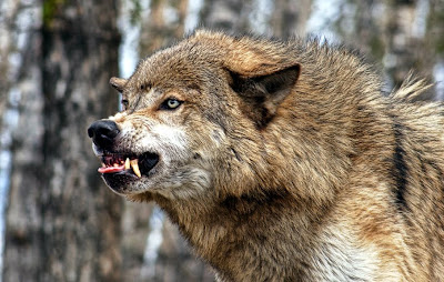 Manada: Guardianes del bosque - Página 15 Wolf+brown+snarling