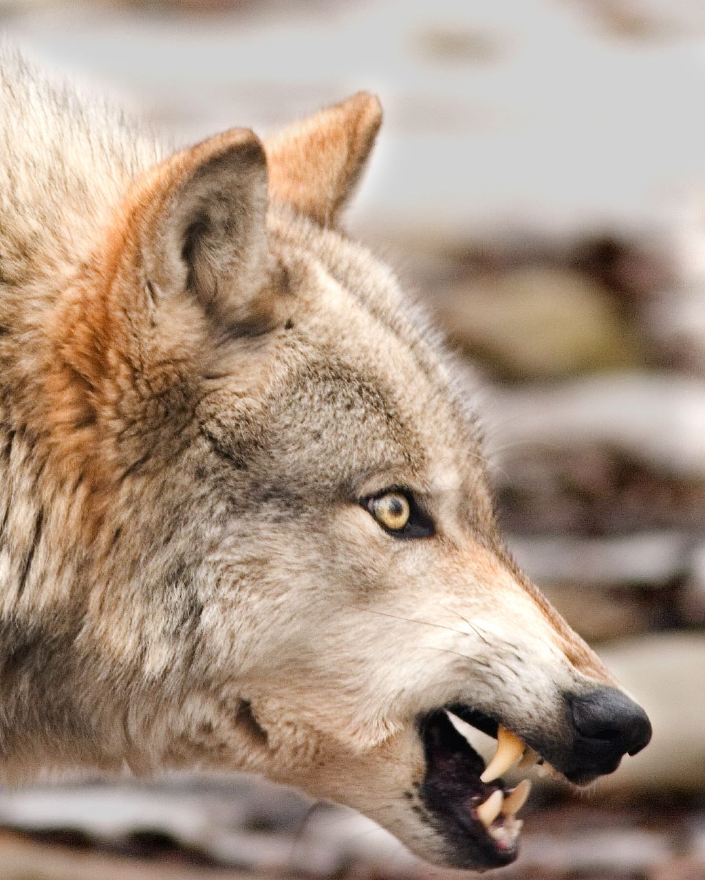 [wolf+profile+snarling.jpg]