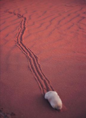 [MarsupialMole2.jpg]