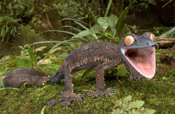 [Giant+Leaf-tailed+Gecko.jpg]