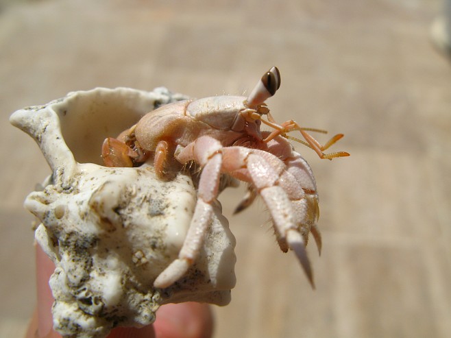 [Hermit+Crab_in+Shell+Knuttz.jpg]