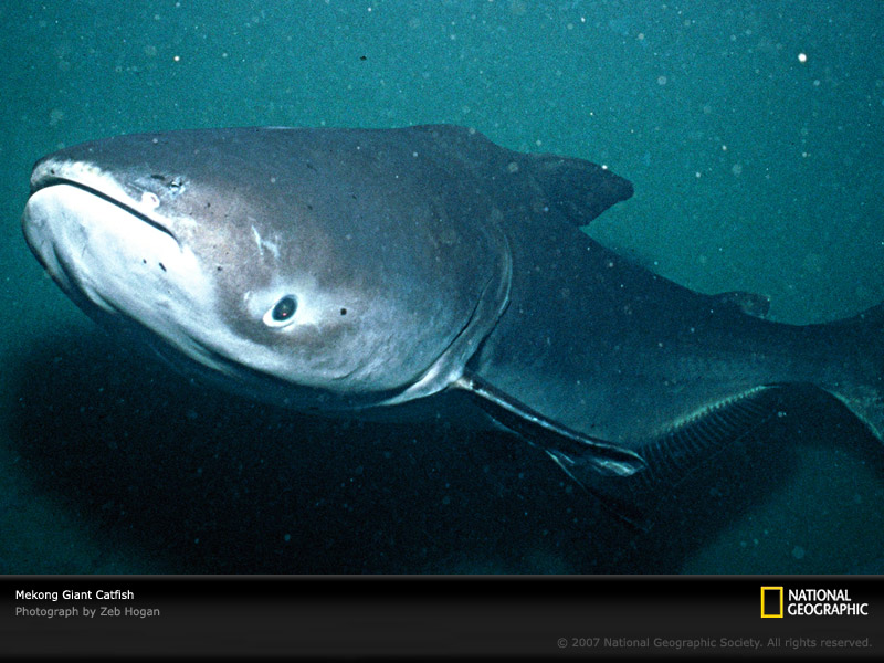 [Mekong+Giant+Catfish.jpg]