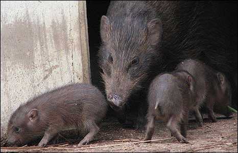 [Pygmy+Hogs+-+Asia.jpg]