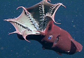 [Vampire+Squid.jpg]