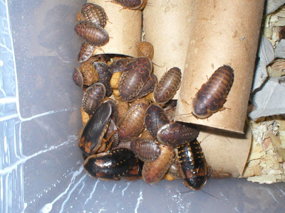 Chinese Roaches