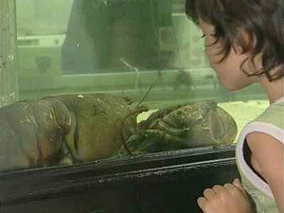 [Dee+Dee+the+Giant+Lobster.jpg]