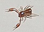 [Pseudoscorpion+-+Matt.JPG]