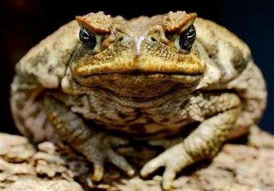 [Cane+Toad.jpg]