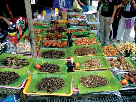 [Insect+Morsels.jpg]