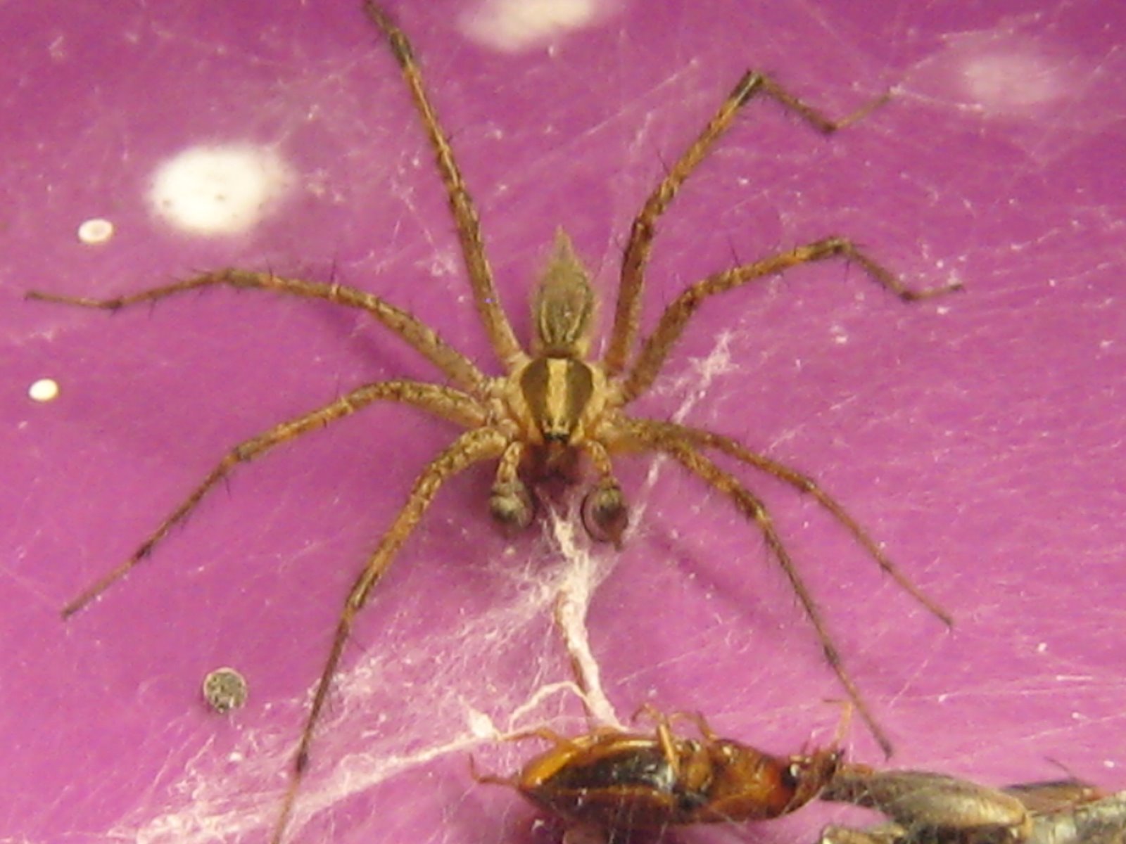 [Spider+-+Hannah.JPG]