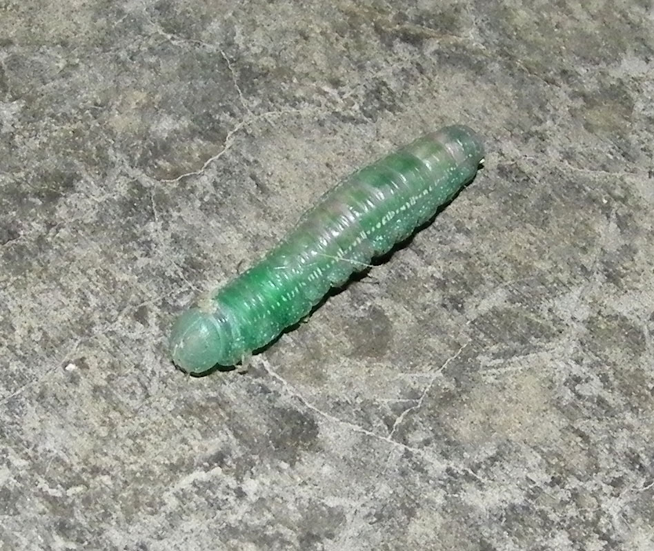 [Green+Caterpillar.jpg]