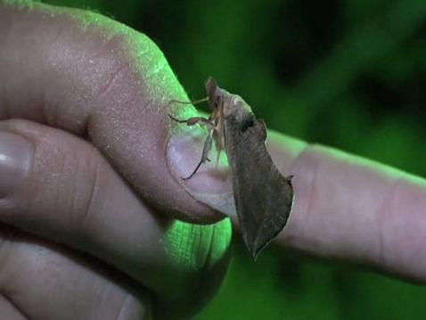 [Vampire+Moth+-+2.JPG]