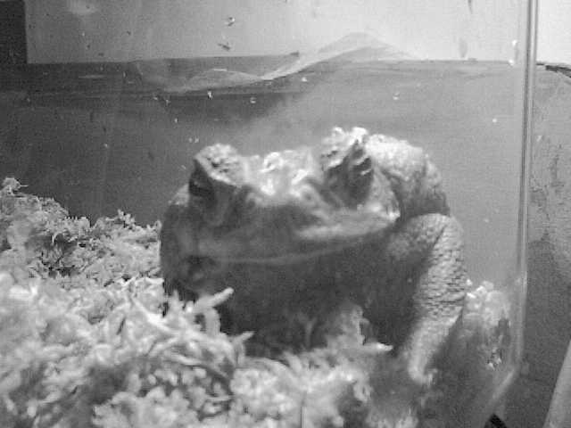 [Hermoine+the+Cane+Toad]